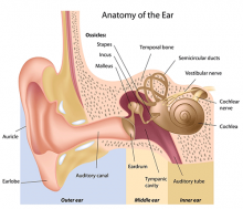 What makes up the ear?