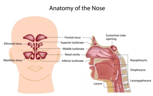 Nasal Obstruction