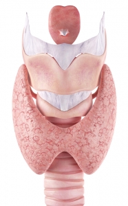 Thyroid & Parathyroid