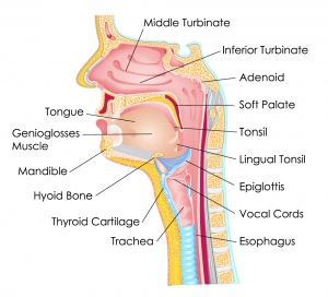 Head and Neck Cancer